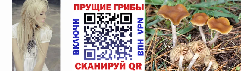 Псилоцибиновые грибы прущие грибы  где купить наркоту  Мантурово 